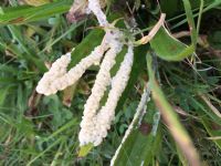 DV Slime mould: Click to enlarge